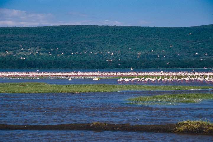 Flamingos, Lake Nakuru National Park