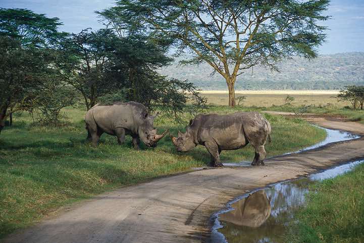 White Rhinoceros (Ceratotherium simum), Lake Nakuru National Park