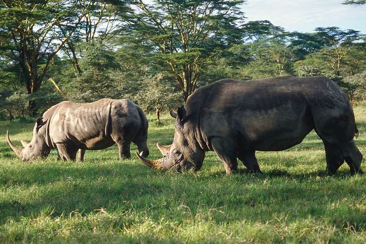 White Rhinoceros (Ceratotherium simum), Lake Nakuru National Park