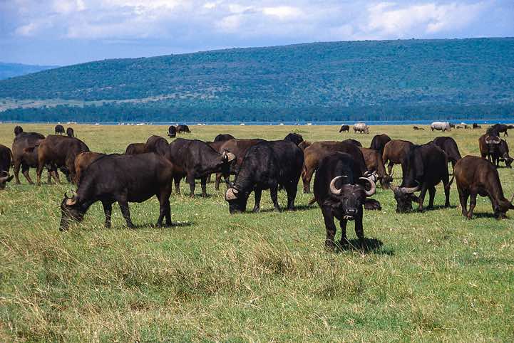 African Buffalos (Syncerus caffer caffer), Lake Nakuru National Park