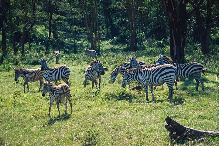 Grant's Zebras (Equus quagga boehmi), Lake Nakuru National Park