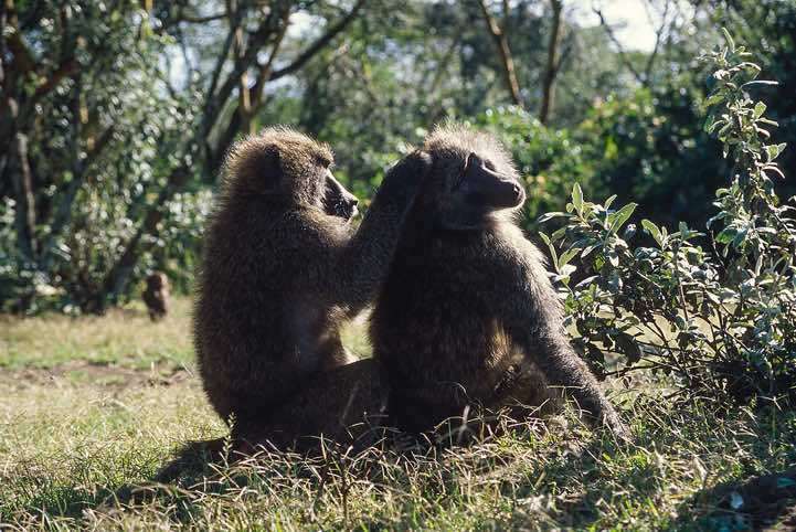 Olive Baboons (Papio anubis), seen atop Baboon Cliff, Nakuru National Park