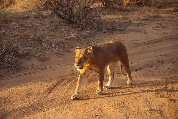 Female lion (Panthera leo), Samburu National Reserve