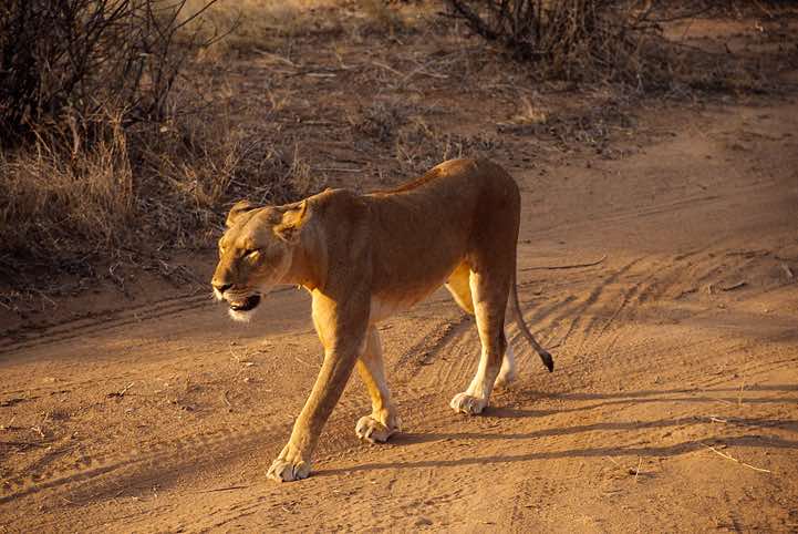 Female lion (Panthera leo), Samburu National Reserve
