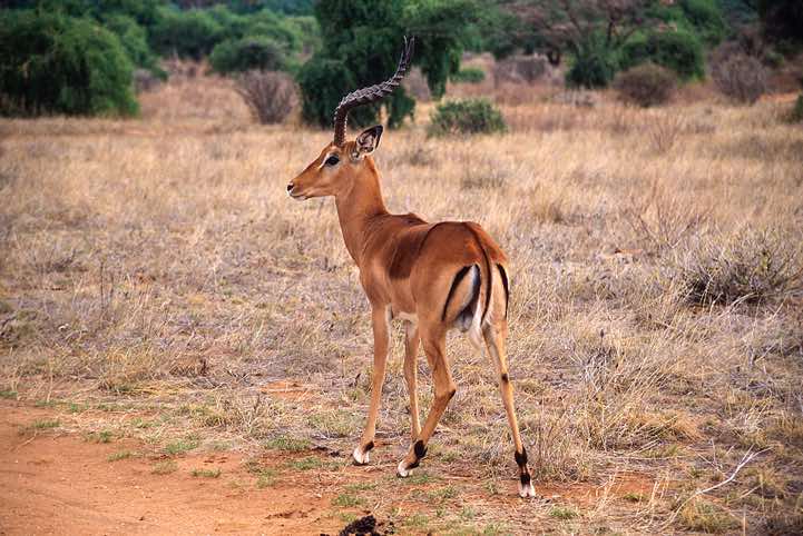 Male Common Impala (Aepyceros melampus), Samburu National Reserve