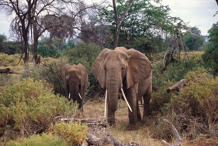 African Bush Elephants (Loxodonta africana), or African Savanna Elephant, Samburu National Reserve