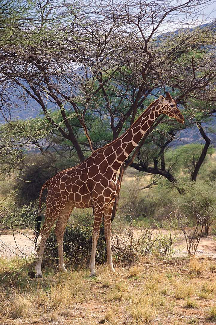 Reticulated Giraffe (Giraffa reticulata), Samburu National Reserve
