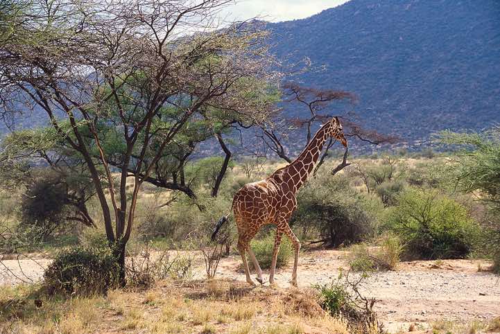 Reticulated Giraffe (Giraffa reticulata), Samburu National Reserve