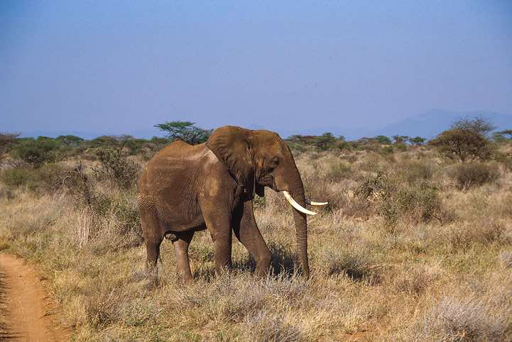 African Bush Elephant (Loxodonta africana), or African Savanna Elephant, Samburu National Reserve