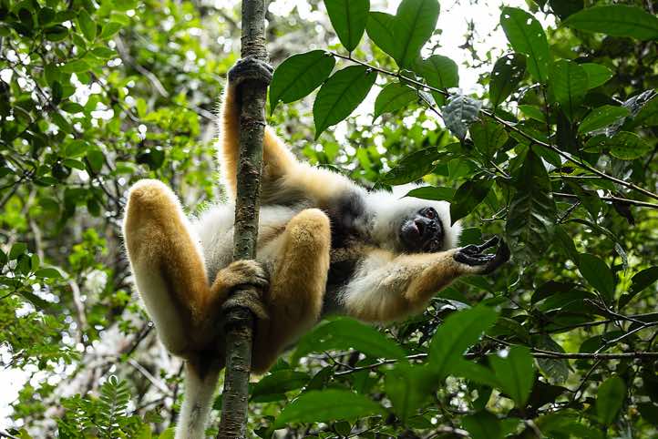 Diademed Sifaka (Propithecus diadema), Analamazaotra Special Reserve