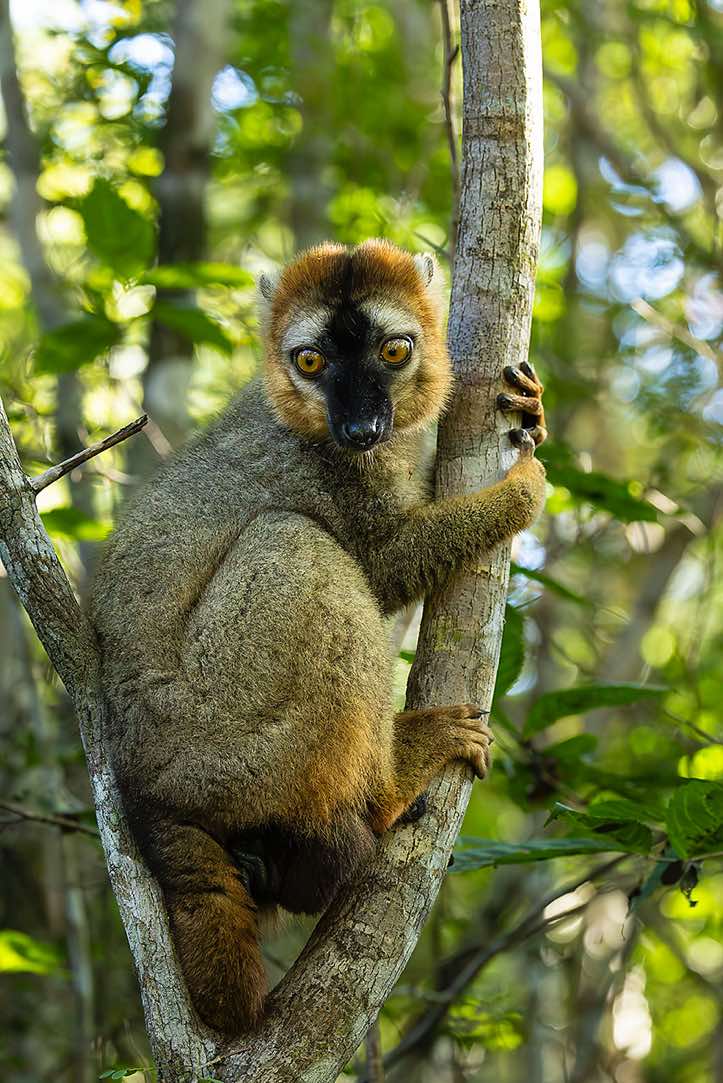 Red-fronted Lemur (Eulemur rufifrons), Kirindy Forest (Kirindy Reserve), Western Madagascar