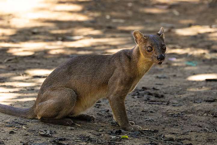 Fossa (Cryptoprocta ferox), Kirindy Forest (Kirindy Reserve), Western Madagascar