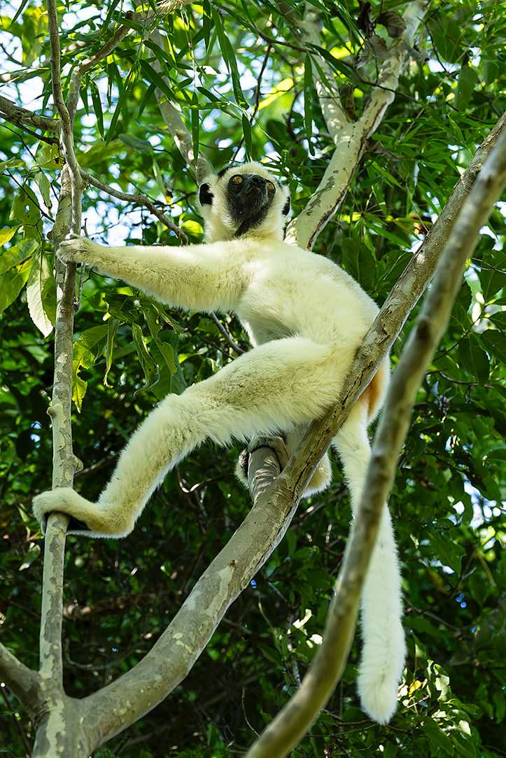 Verreaux's Sifaka (Propithecus verreauxi), or White Sifaka, Kirindy Forest (Kirindy Reserve), Western Madagascar