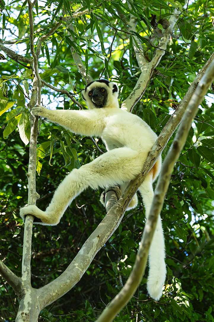Verreaux's Sifaka (Propithecus verreauxi), or white sifaka, Kirindy Forest (Kirindy Reserve)