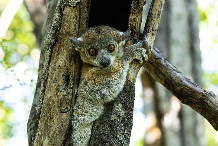 Red-tailed sportive Lemur (Lepilemur ruficaudatus), Kirindy Forest (Kirindy Reserve)