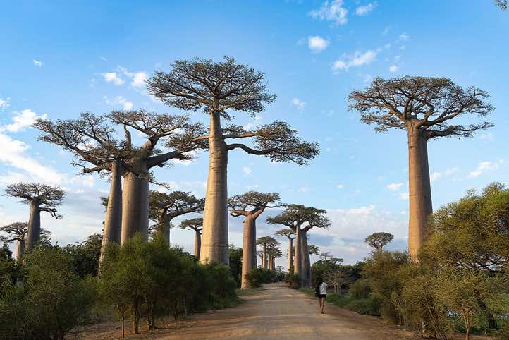 Avenue of the Baobabs, or Alley of the Baobabs, Road No. 8 between Morondava and Belon'i Tsiribihina, Western Madagascar
