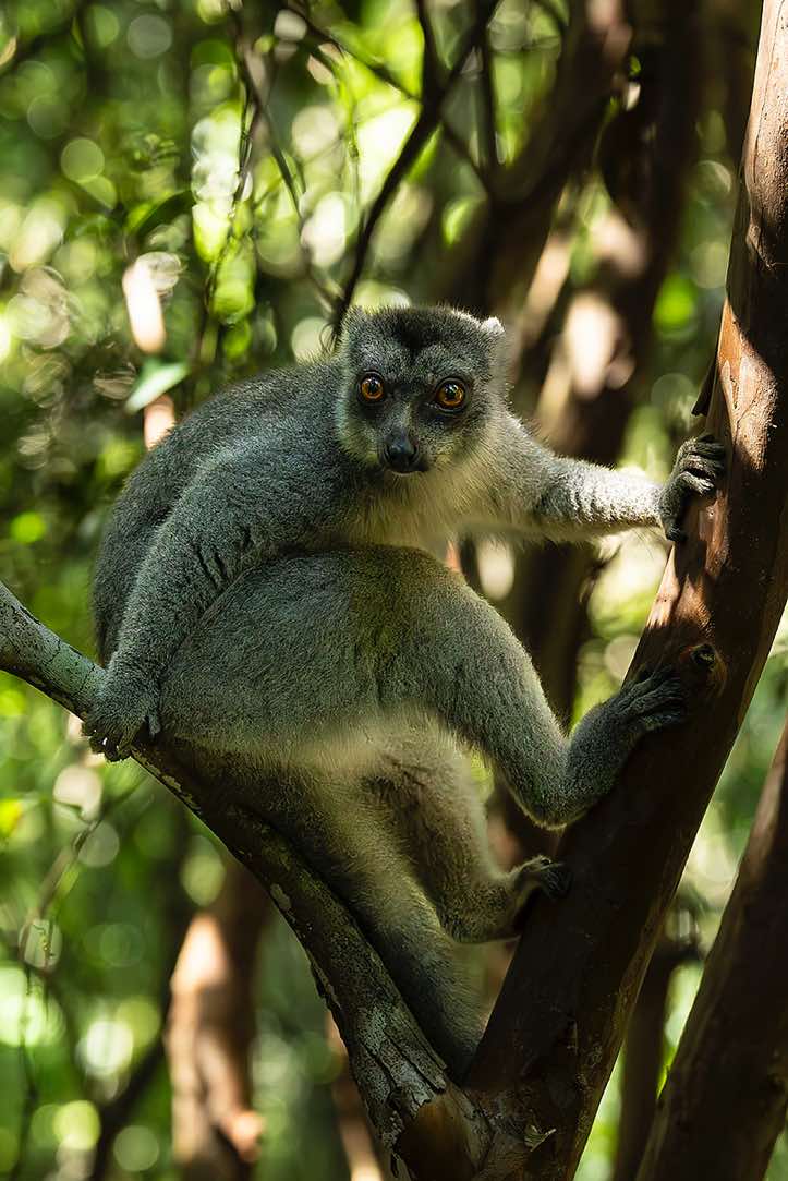Female Crowned Lemur (Eulemur coronatus), Palmarium, Akanin'ny Nofy Reserve, Pangalanes Canal