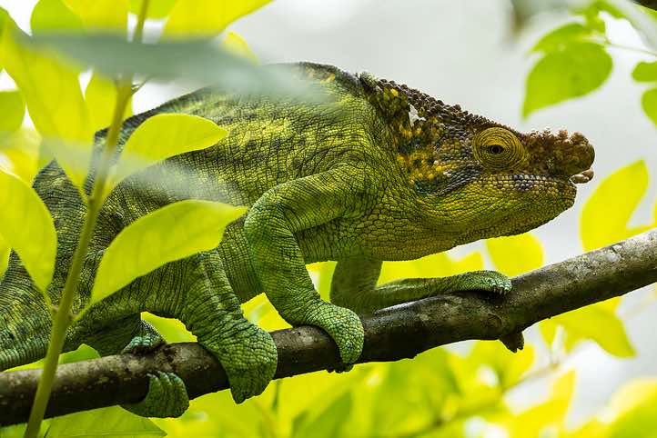 Male Parson's Chameleon (Calumma parsonii), Peyrieras Reptile Reserve at Marozevo