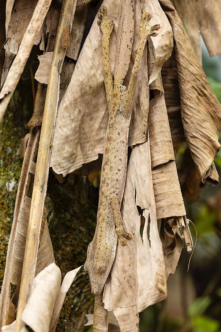 Leaf-tailed Gecko (Uroplatus), Peyrieras Reptile Reserve at Marozevo