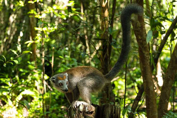 Female Crowned Lemur (Eulemur coronatus), Palmarium, Akanin'ny Nofy Reserve, Pangalanes Canal