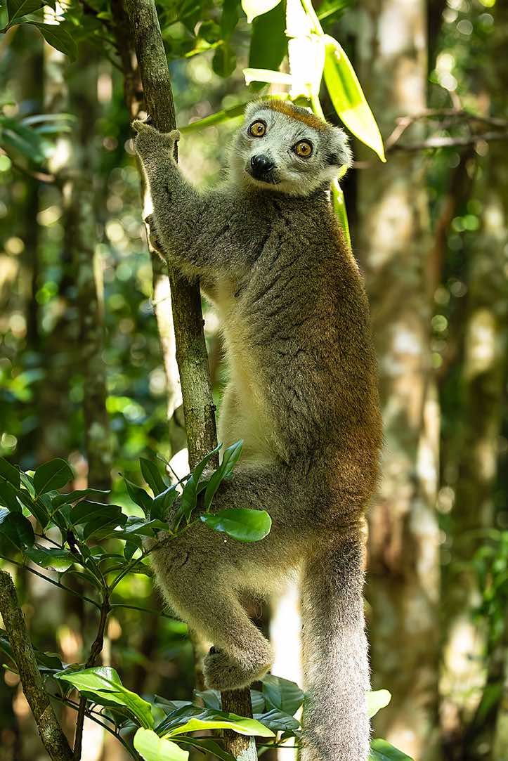 Female Crowned Lemur (Eulemur coronatus), Palmarium, Akanin'ny Nofy Reserve, Pangalanes Canal