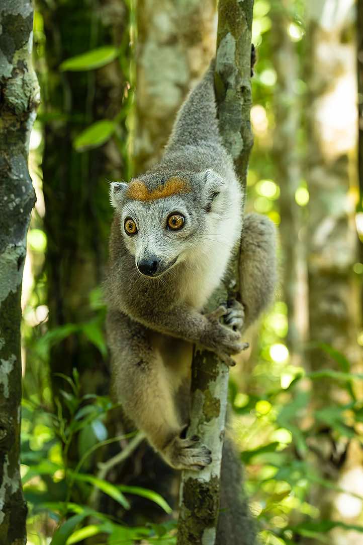Female Crowned Lemur (Eulemur coronatus), Palmarium, Akanin'ny Nofy Reserve, Pangalanes Canal