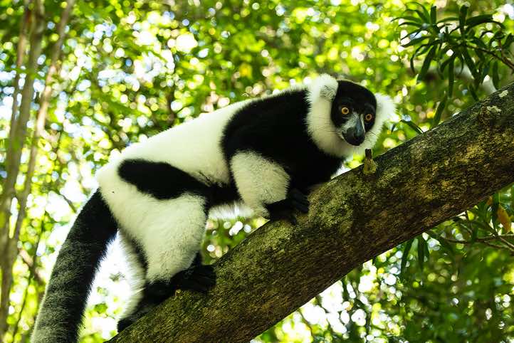 Black-and-white ruffed Lemur (Varecia variegata), Palmarium, Akanin'ny Nofy Reserve, Pangalanes Canal