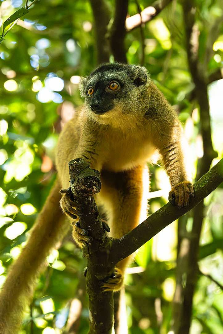 Common Brown Lemur (Eulemur fulvus), Palmarium, Akanin'ny Nofy Reserve, Pangalanes Canal