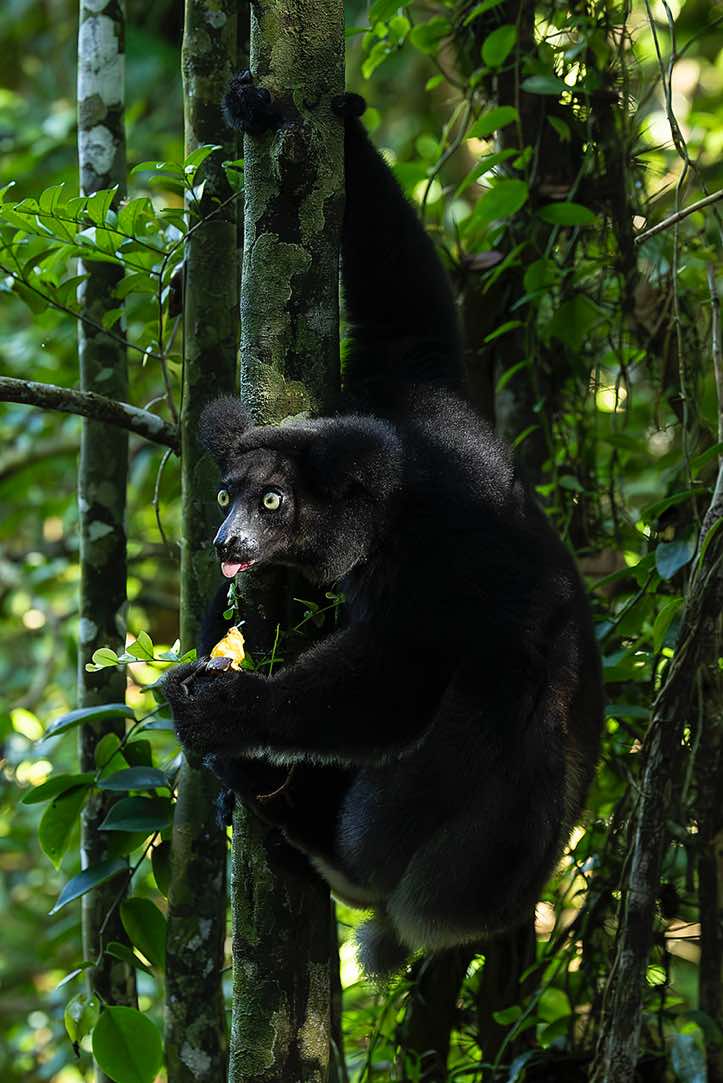 Indri (Indri indri), Palmarium, Akanin'ny Nofy Reserve, Pangalanes Canal