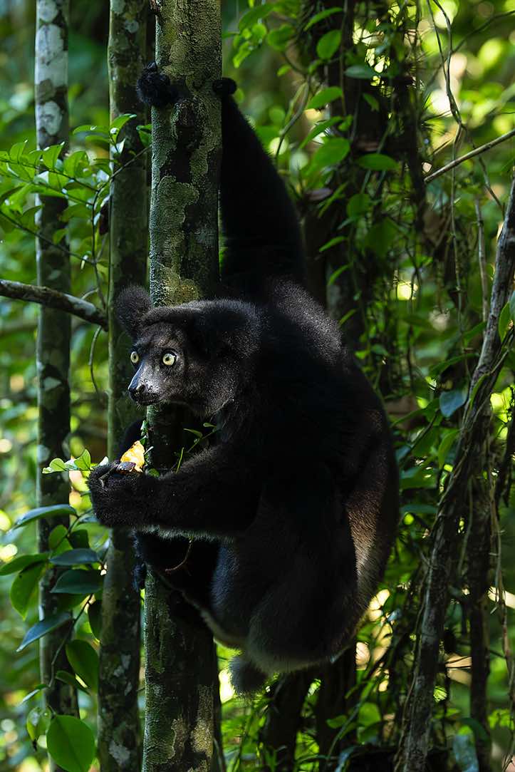 Indri (Indri indri), Palmarium, Akanin'ny Nofy Reserve, Pangalanes Canal