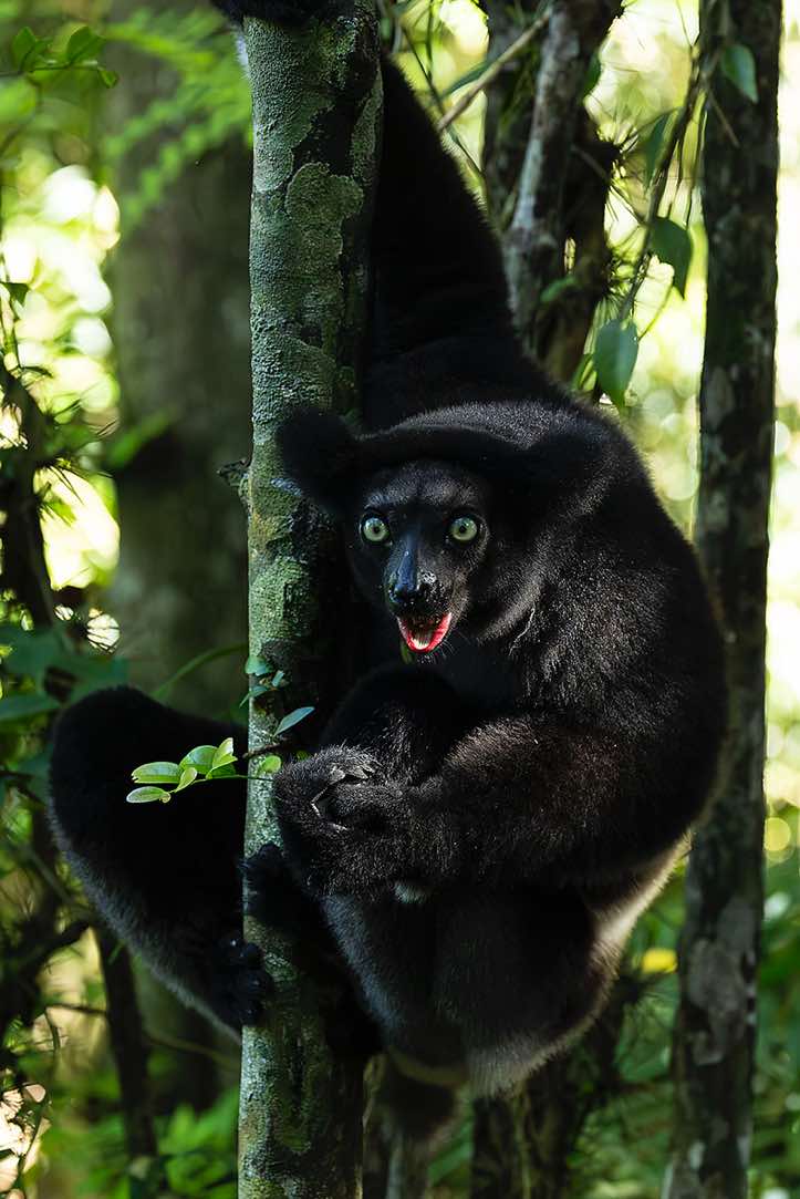 Indri (Indri indri), Palmarium, Akanin'ny Nofy Reserve, Pangalanes Canal