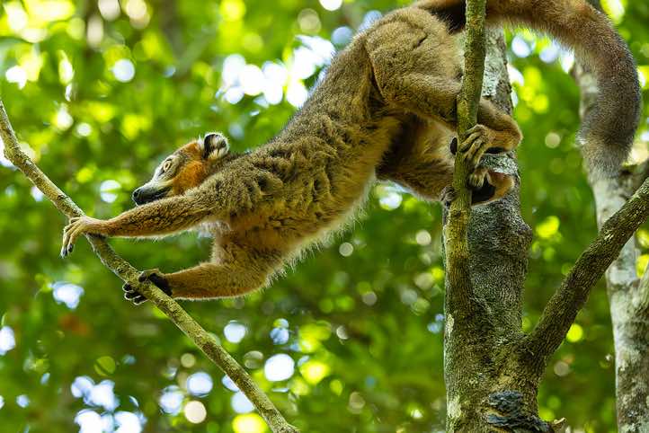 Male Crowned Lemur (Eulemur coronatus), Palmarium, Akanin'ny Nofy Reserve, Pangalanes Canal