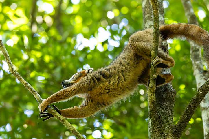 Male Crowned Lemur (Eulemur coronatus), Palmarium, Akanin'ny Nofy Reserve, Pangalanes Canal