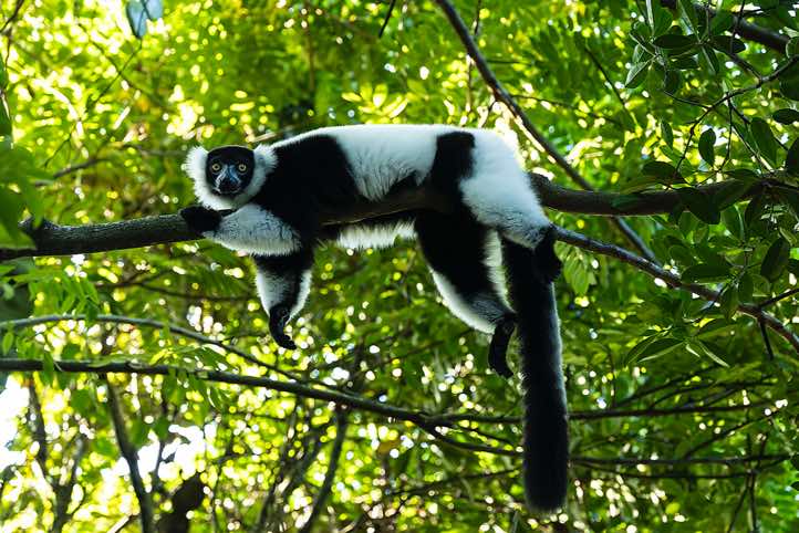 Black-and-white ruffed Lemur (Varecia variegata), Palmarium, Akanin'ny Nofy Reserve, Pangalanes Canal