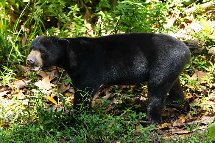 Sun Bear (Helarctos malayanus), Bornean Sun Bear Conservation Centre (BSBCC), Sabah, Borneo