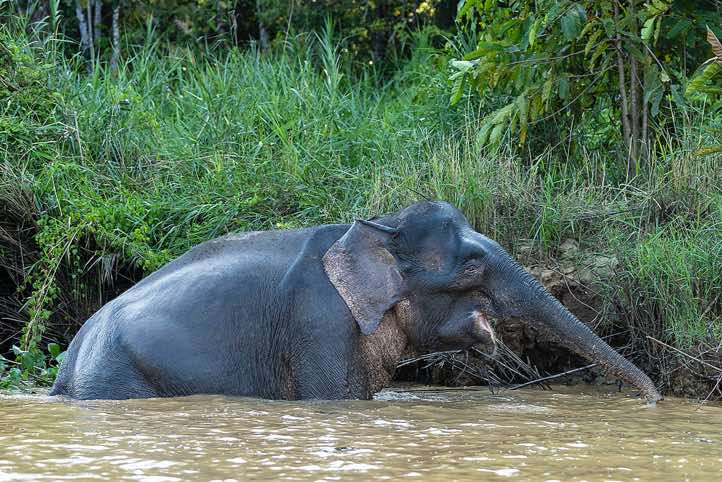 Borneo elephant (Elephas maximus borneensis), Kinabatangan River, Eastern Sabah, Borneo