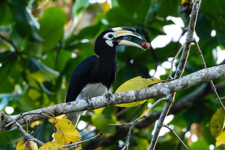 Oriental Pied Hornbill (Anthracoceros albirostris), Kinabatangan River, Eastern Sabah, Borneo