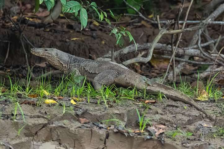 Asian Water Monitor (Varanus salvator), Kinabatangan River, Eastern Sabah, Borneo