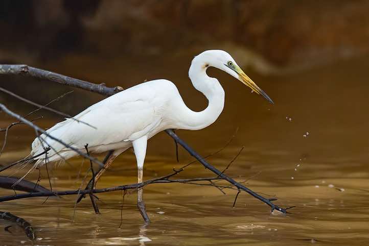 Great Egret (Ardea alba), Kinabatangan River, Eastern Sabah, Borneo