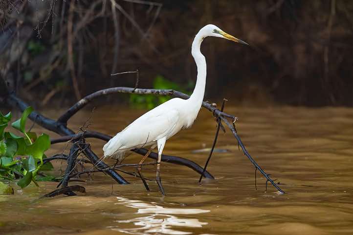 Great Egret (Ardea alba), Kinabatangan River, Eastern Sabah, Borneo