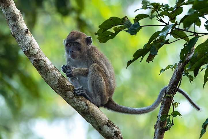 Crab-eating Macaque (Macaca fascicularis), or Long-tailed Macaque, Kinabatangan River, Eastern Sabah, Borneo