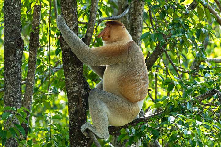 Male Proboscis Monkey (Nasalis larvatus), Labuk Bay Proboscis Monkey Sanctuary, Sabah, Borneo