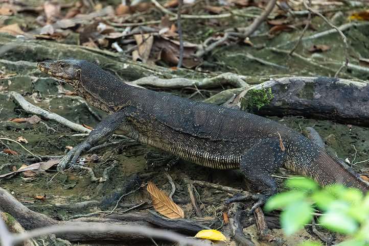 Asian Water Monitor (Varanus salvator), Kinabatangan River, Eastern Sabah, Borneo