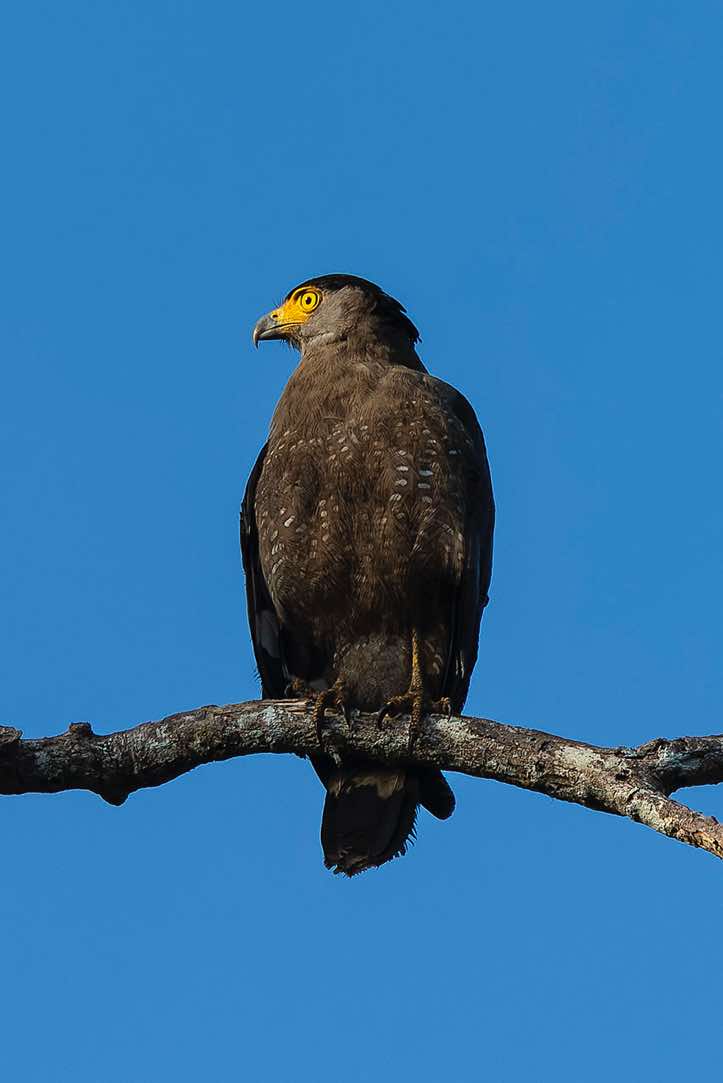 Crested Serpent Eagle (Spilornis cheela), Kinabatangan River, Eastern Sabah, Borneo