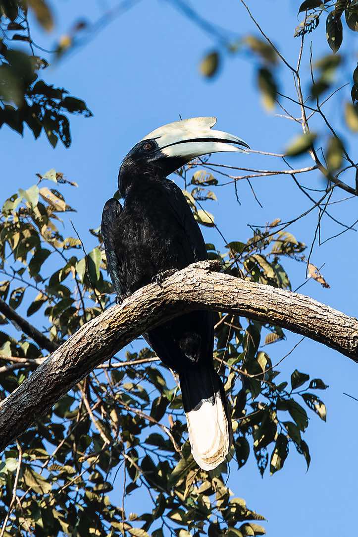 Black Hornbill (Anthracoceros malayanus), Kinabatangan River, Eastern Sabah, Borneo