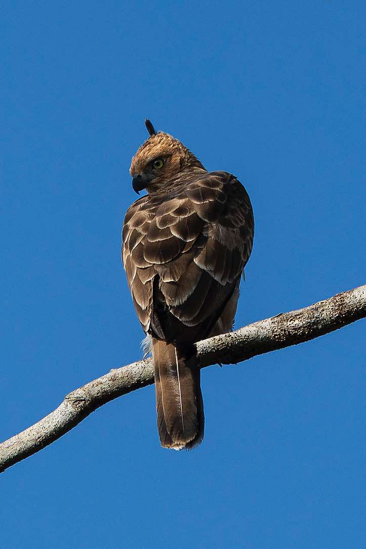 Wallace's Hawk-Eagle (Nisaetus nanus), Kinabatangan River, Eastern Sabah, Borneo