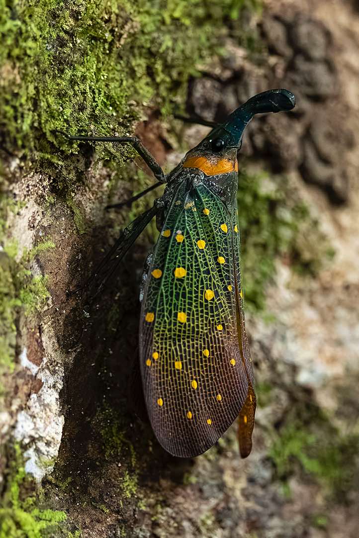 Lantern Bug (Pyrops whiteheadi) resting on tree trunk, Kinabatangan River, Eastern Sabah, Borneo