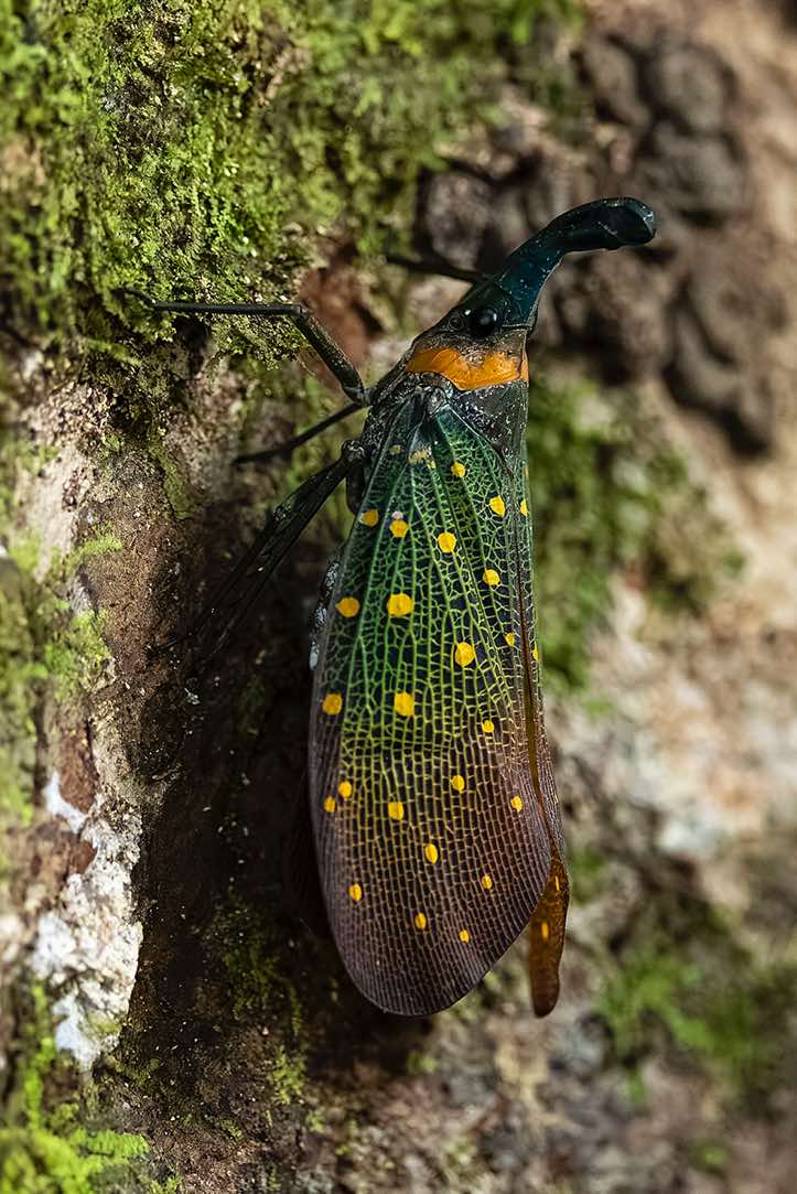 Lantern Bug (Pyrops whiteheadi) resting on tree trunk, Kinabatangan River, Eastern Sabah, Borneo