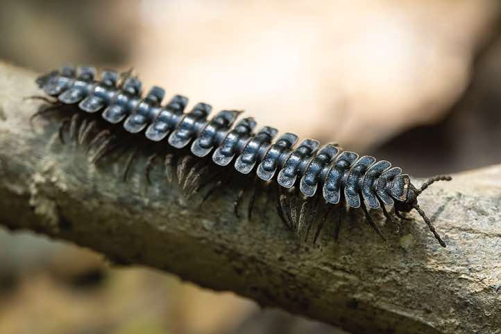 Stenoniodes, commonly known as the Borneo Tractor Millipede, because the segmented body resembles the tread of a tractor tyre, Kinabatangan River, Eastern Sabah, Borneo