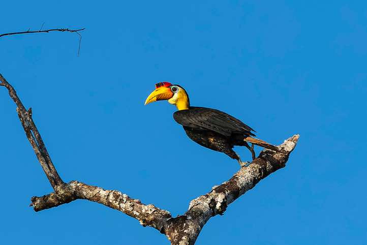 Wrinkled Hornbill (Rhabdotorrhinus corrugatus), Kinabatangan River, Eastern Sabah, Borneo